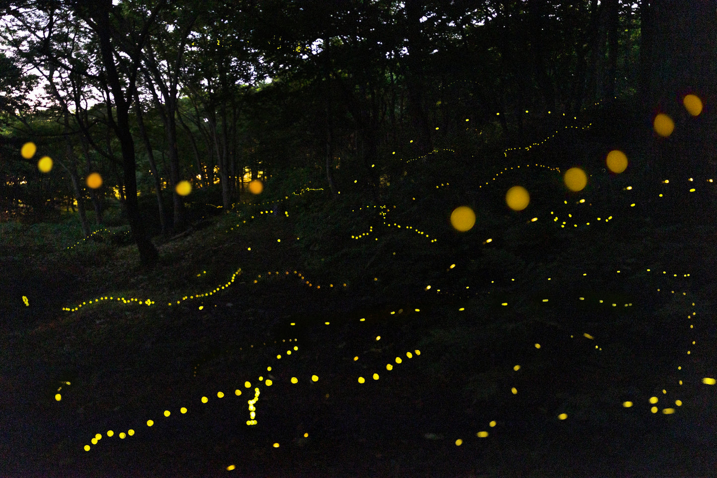 Appi Summer Big Sky Glamping (Family Camp)