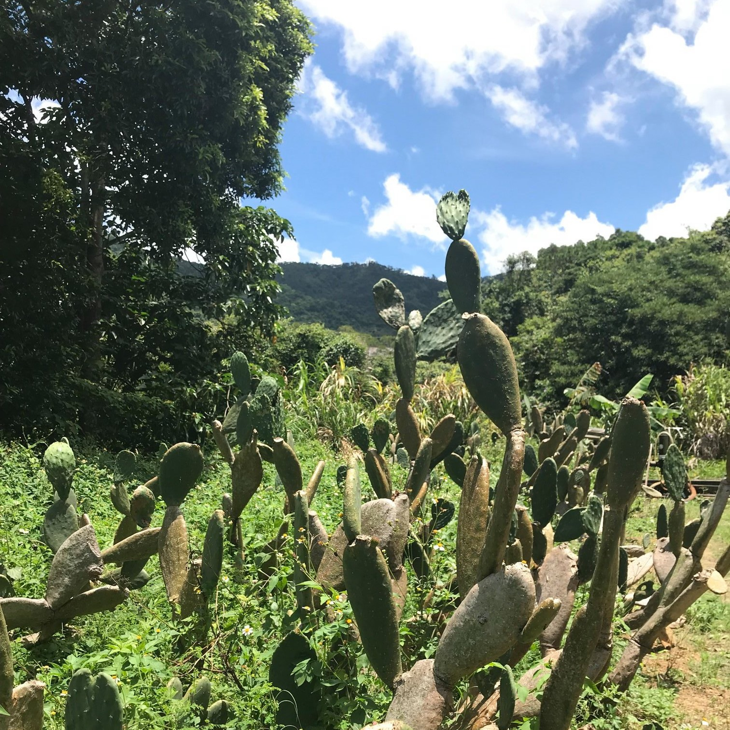 香港人文探索营（住宿营）