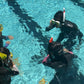 PADI Seal Team (Half-Day Camp)