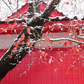 Myoko Ski Winter Camp (Residential Camp)